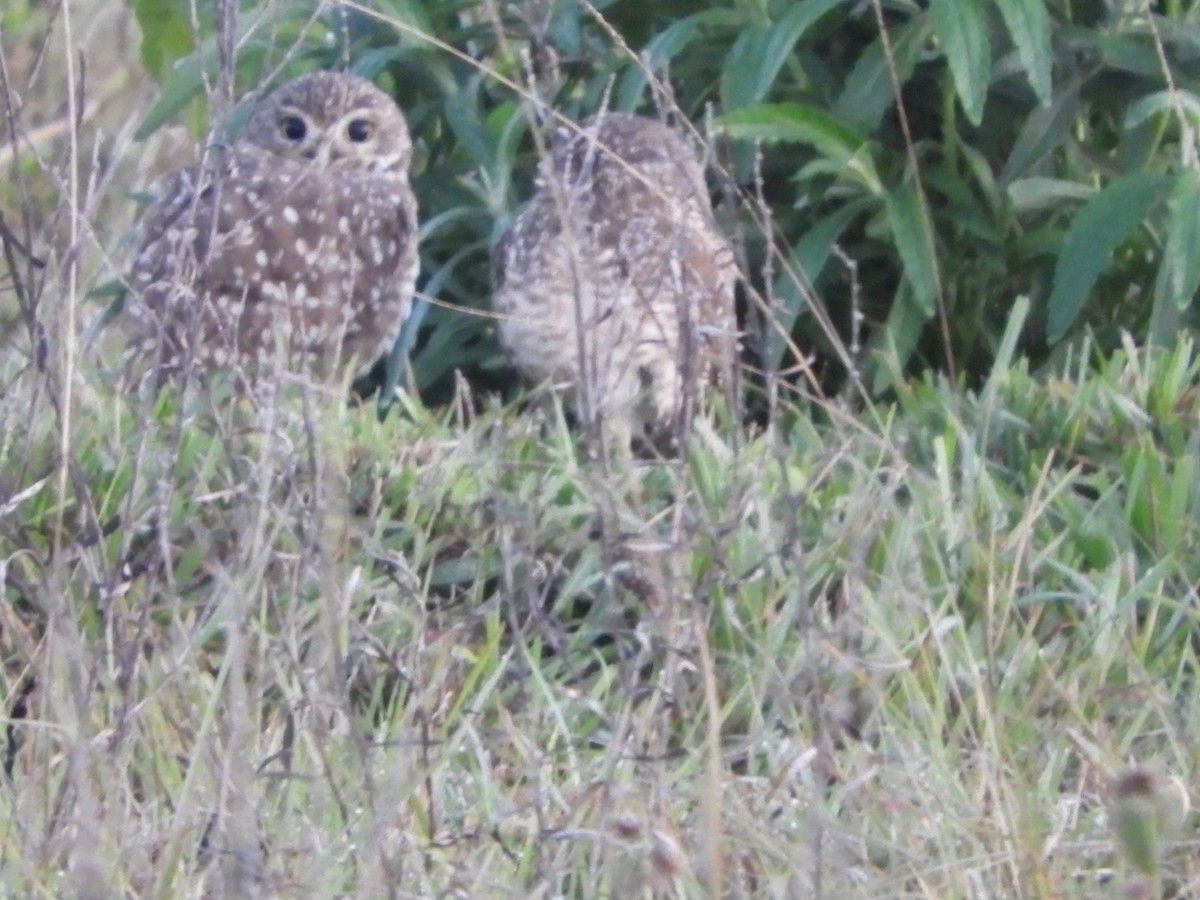 Burrowing Owl - ML619933913