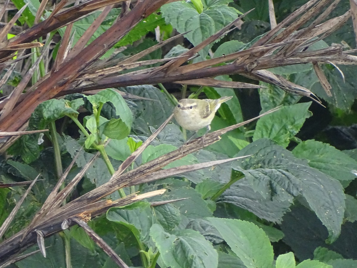 Hume's Warbler - ML619933914