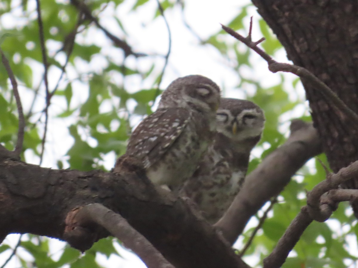 Spotted Owlet - ML619933916