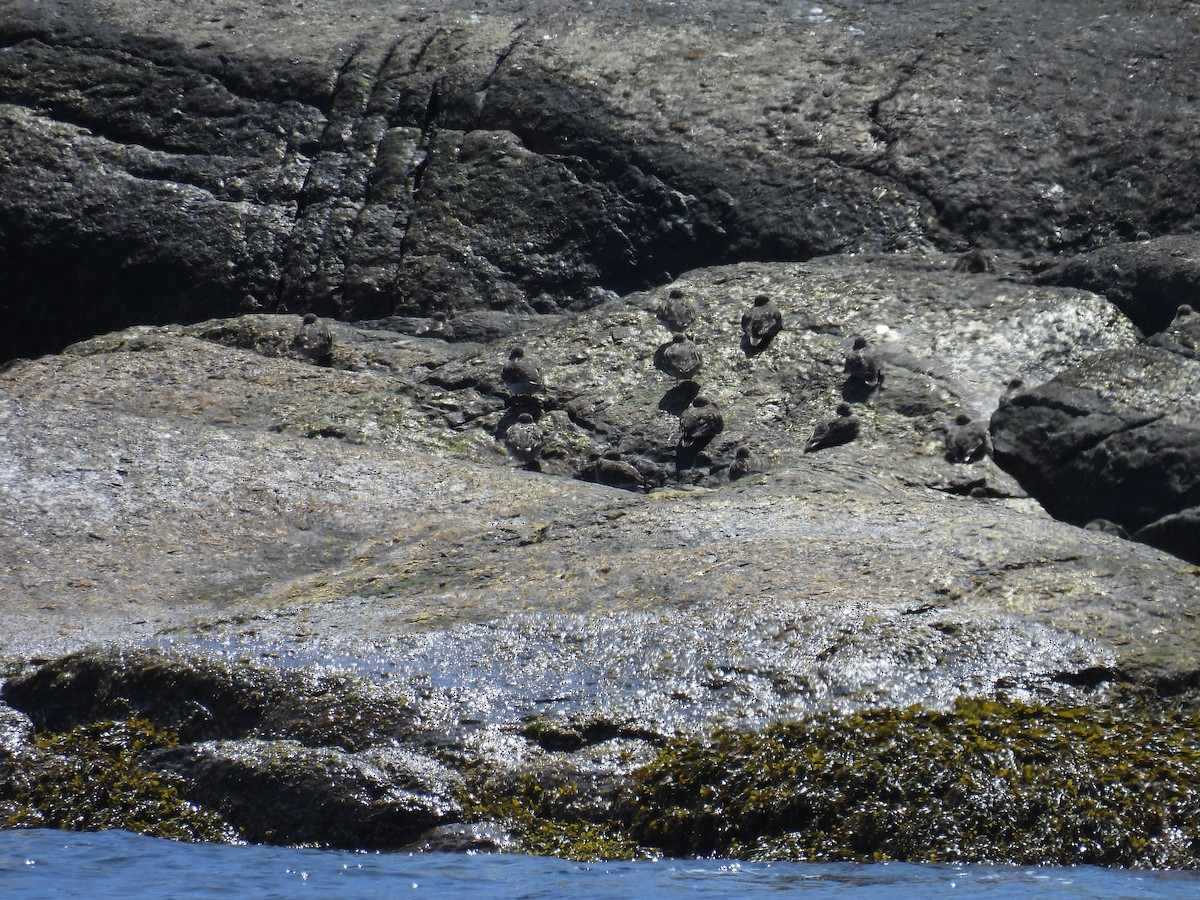 Purple Sandpiper - ML619933924