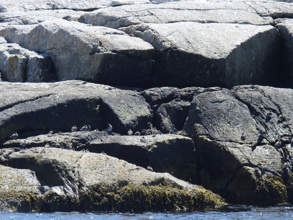 Purple Sandpiper - ML619933925