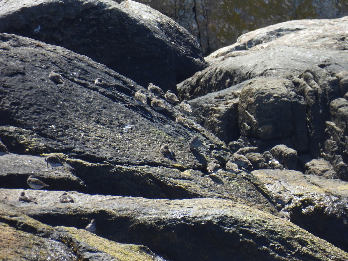 Purple Sandpiper - ML619933927