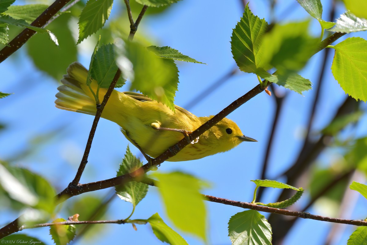 Yellow Warbler - ML619933932
