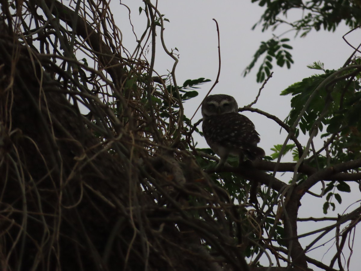 Spotted Owlet - ML619933934