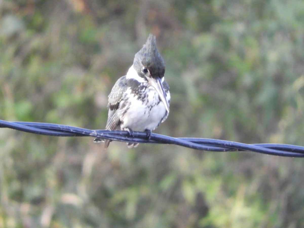 Amazon Kingfisher - ML619933937