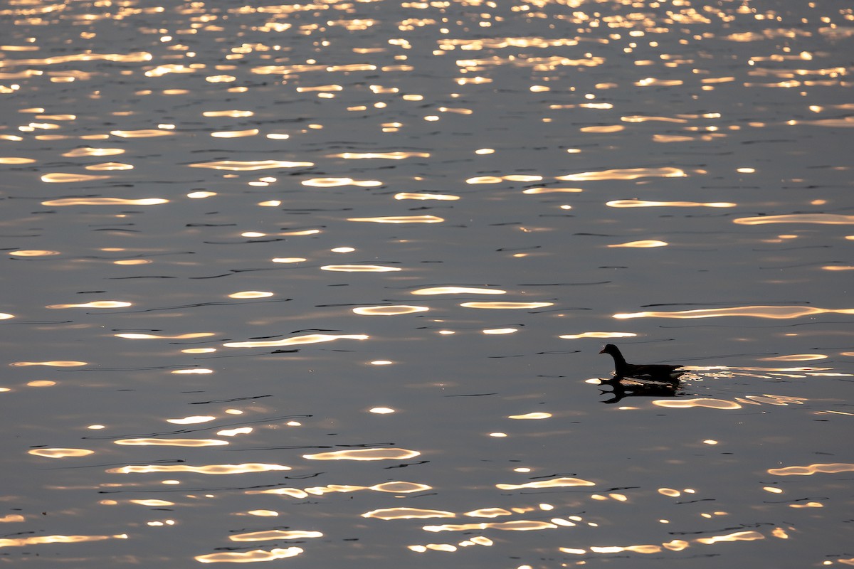 Eurasian Moorhen - ML619933944