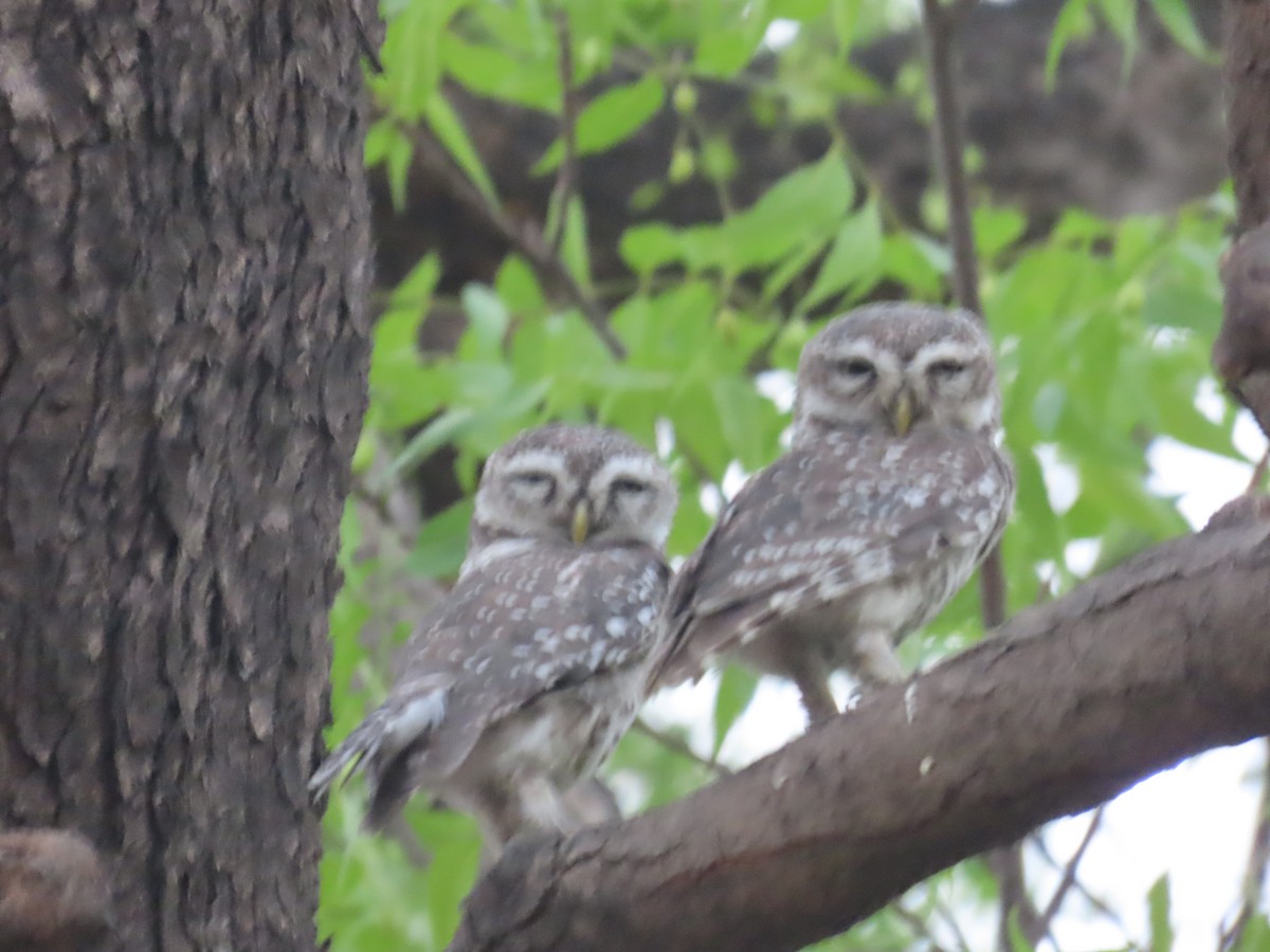 Spotted Owlet - Shilpa Gadgil