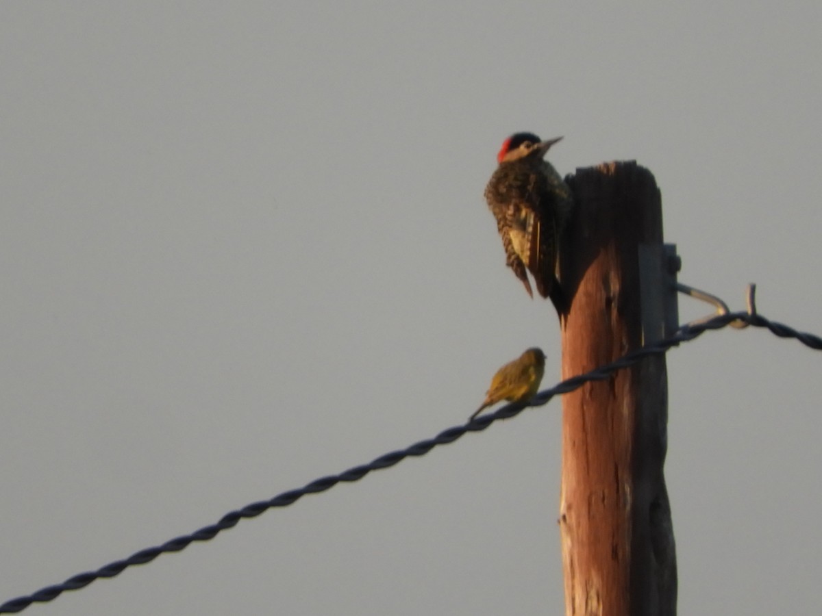 Green-barred Woodpecker - ML619933949