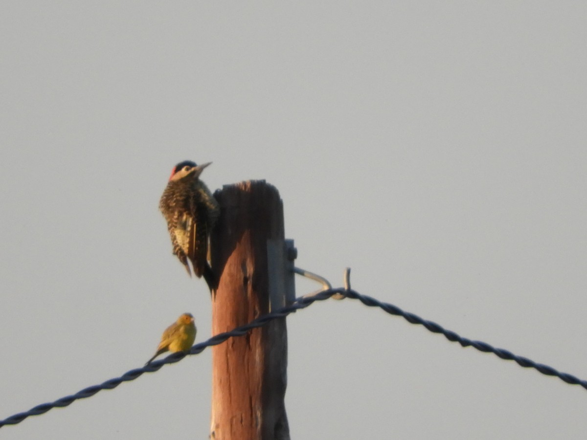 Green-barred Woodpecker - ML619933950