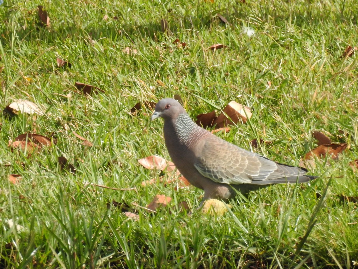 Picazuro Pigeon - ML619933952