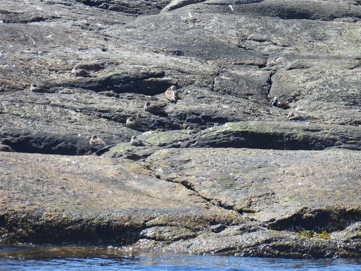 Purple Sandpiper - ML619933962