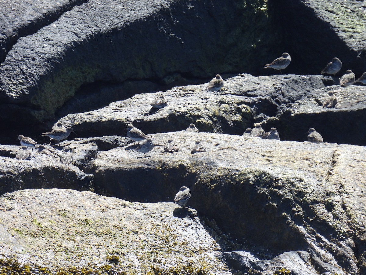 Purple Sandpiper - ML619933967