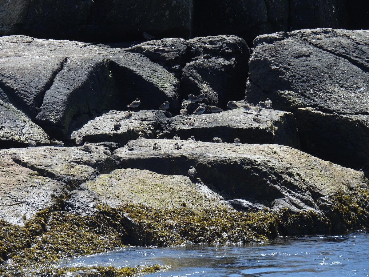 Purple Sandpiper - ML619933968