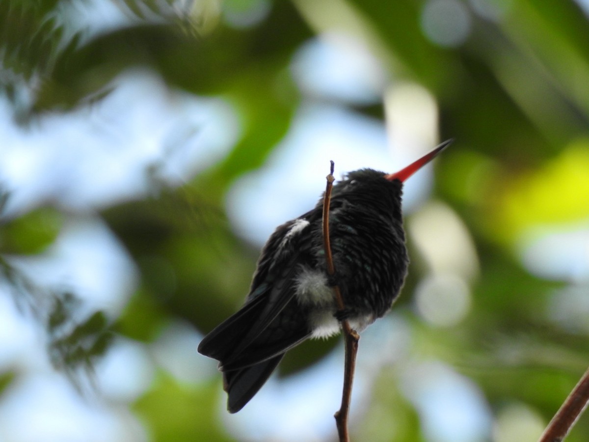 kolibřík lesklobřichý - ML619933970