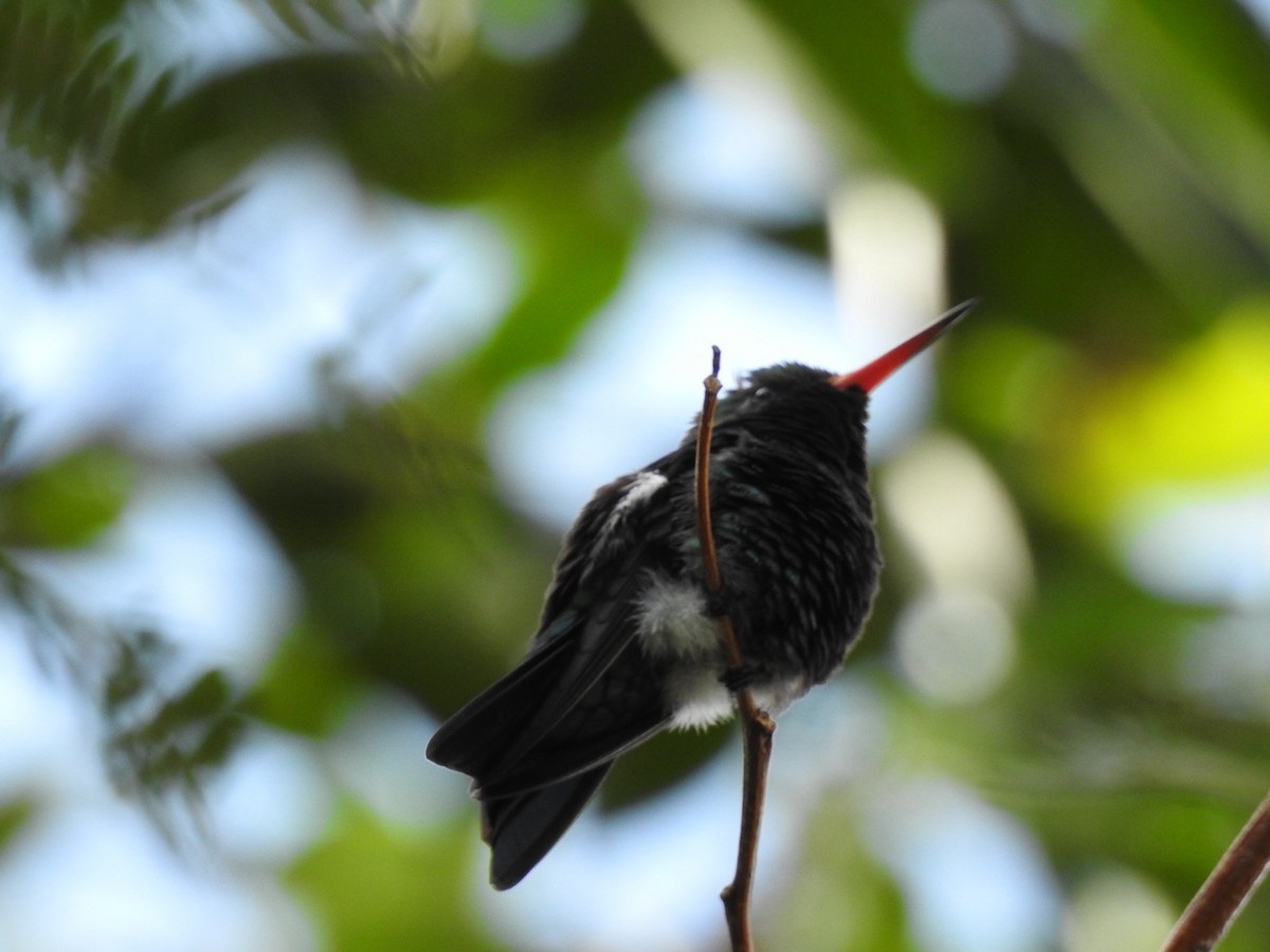 Glittering-bellied Emerald - ML619933970