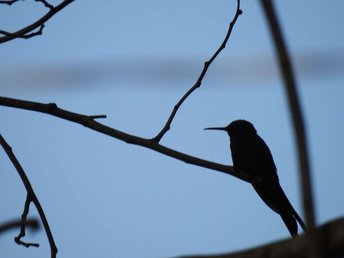 Swallow-tailed Hummingbird - ML619933993