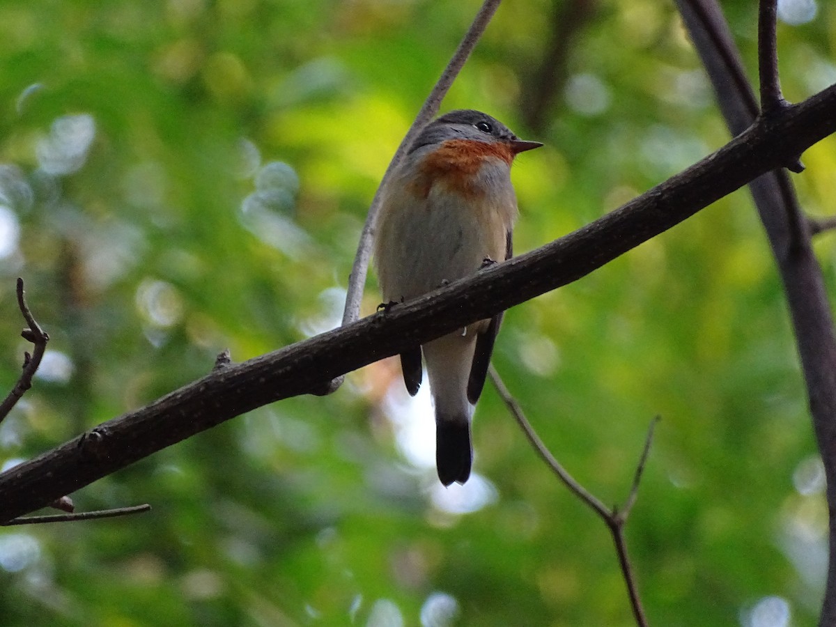Red-breasted Flycatcher - ML619934006