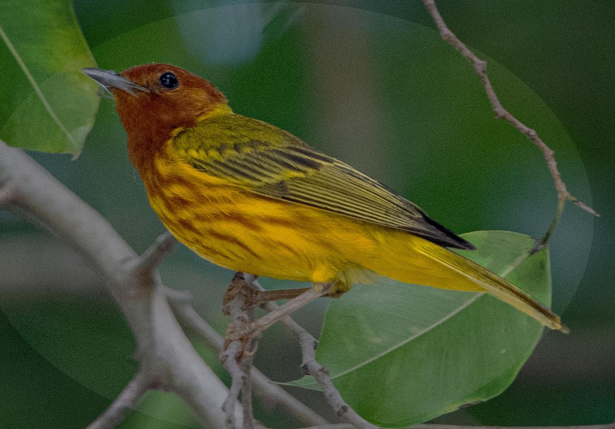 Yellow Warbler (Mangrove) - ML619934007