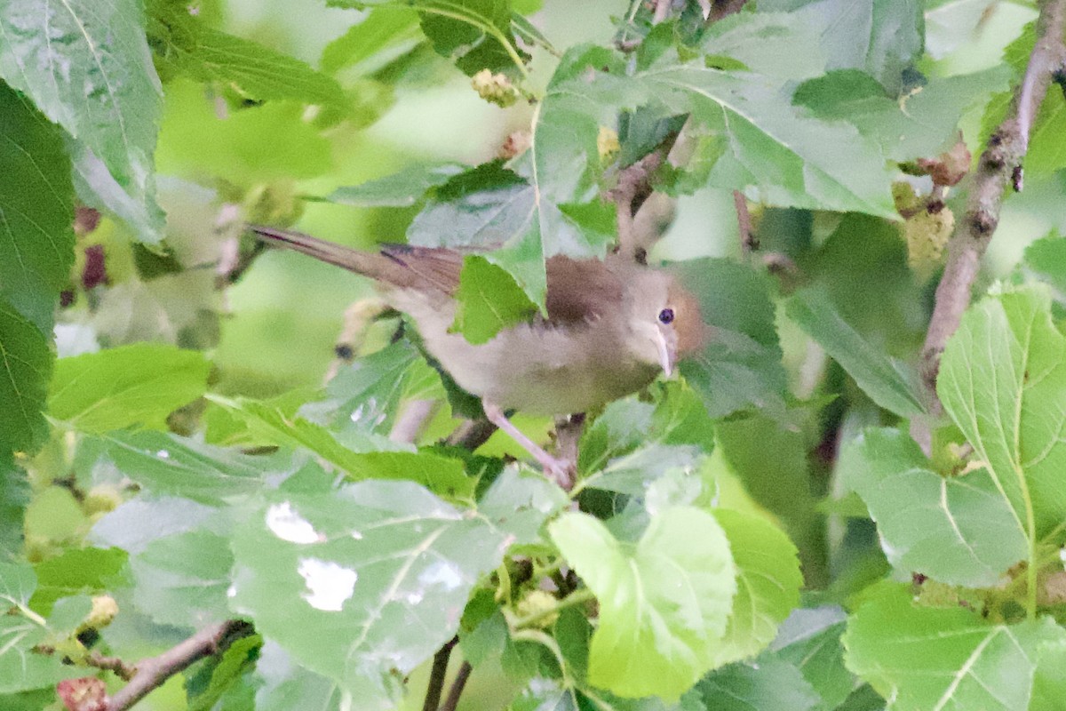 Eurasian Blackcap - ML619934008