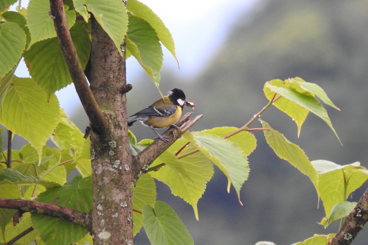 Green-backed Tit - ML619934011