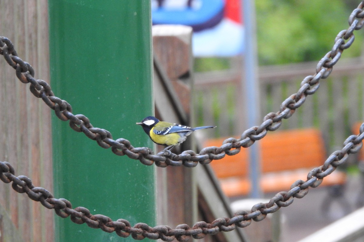 Green-backed Tit - ML619934012