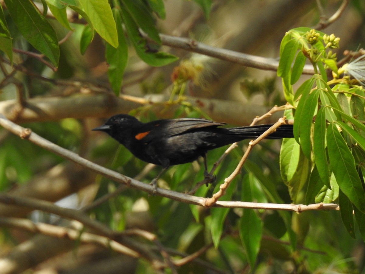 Variable Oriole - ML619934015