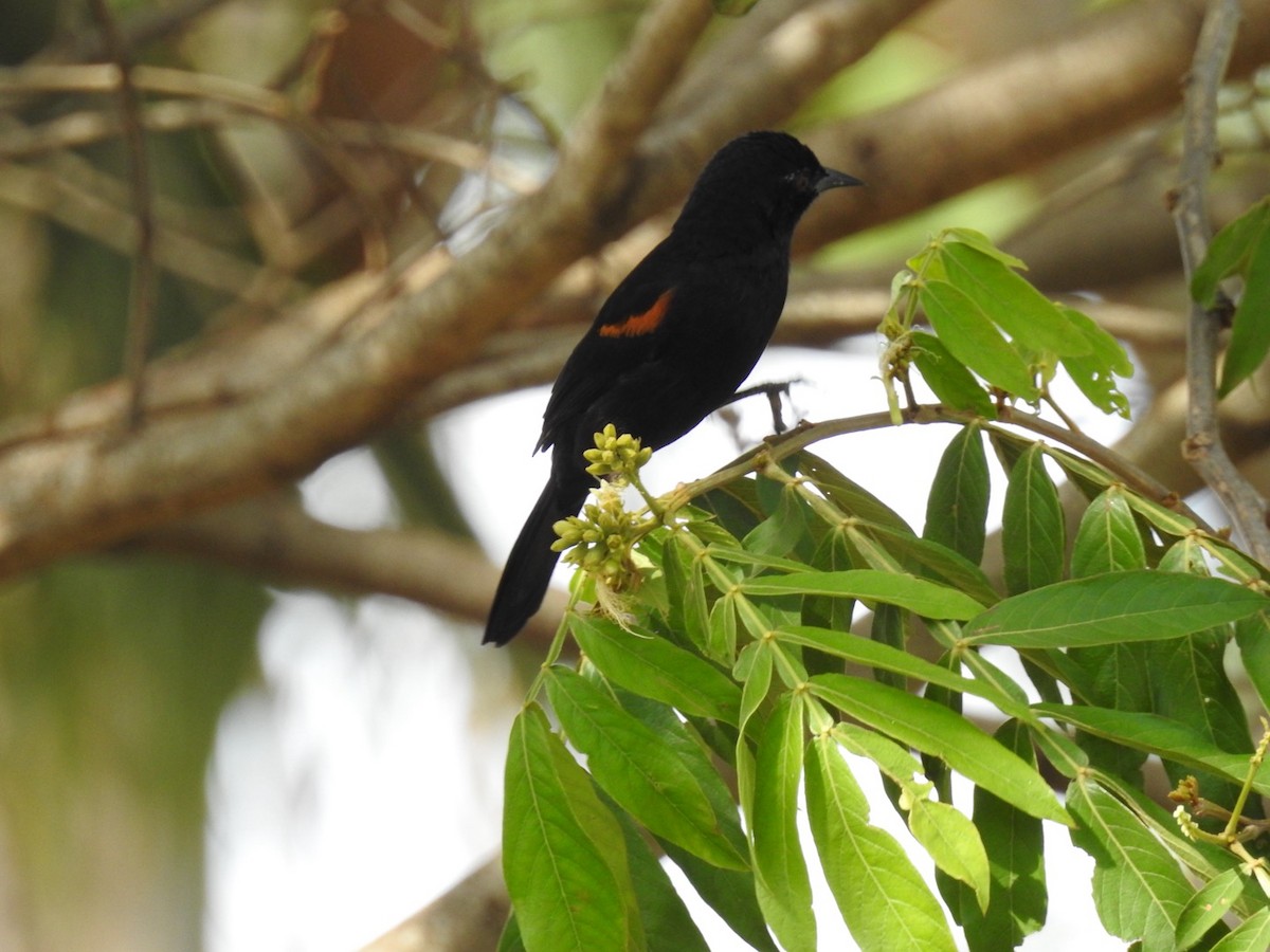 Oriole variable - ML619934016