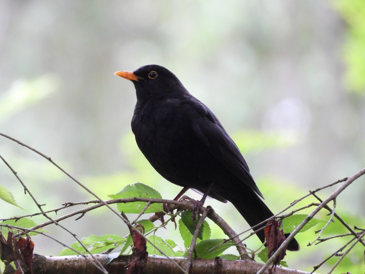 Eurasian Blackbird - ML619934024