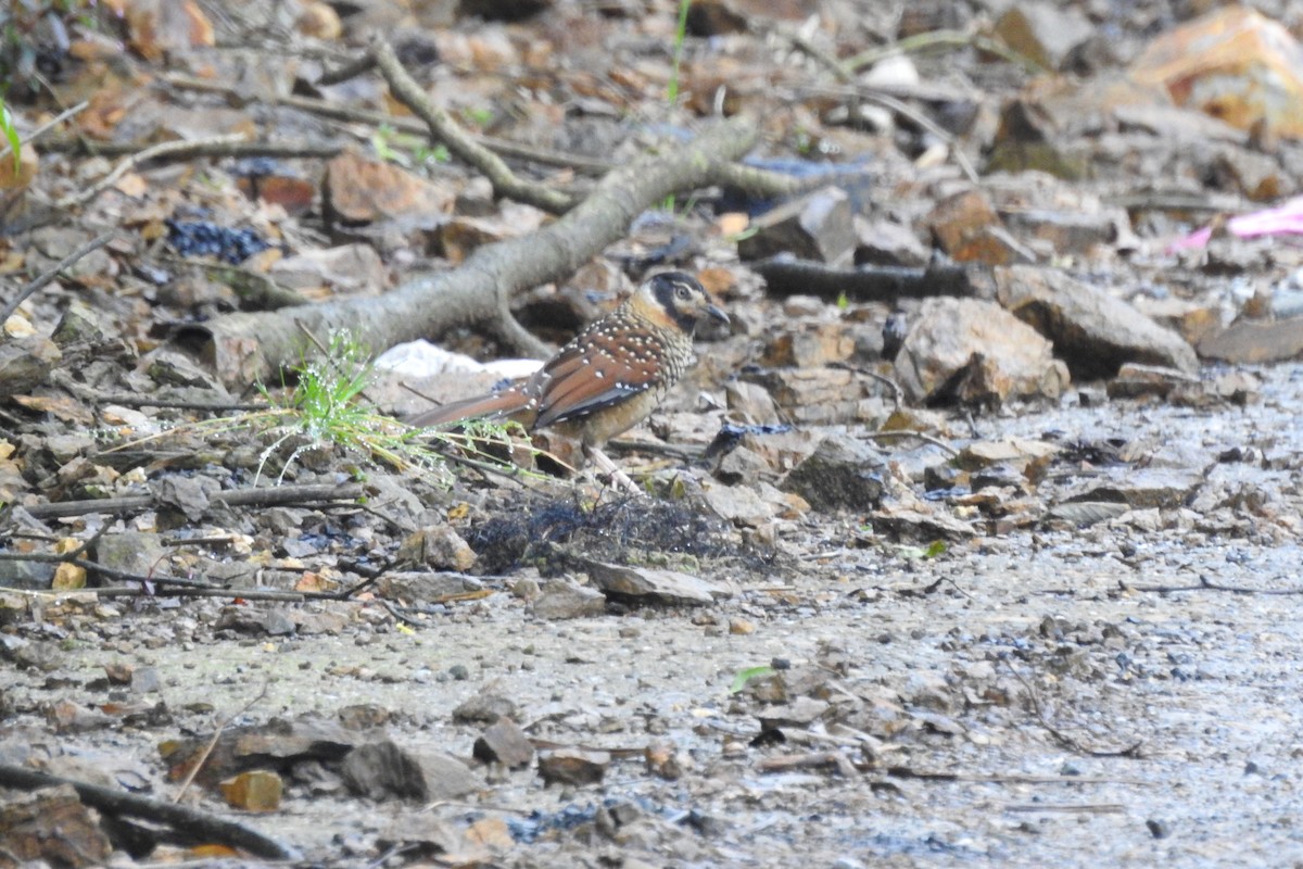 Spotted Laughingthrush - ML619934031