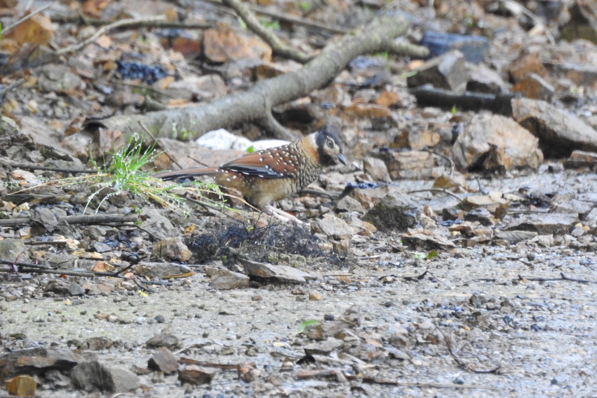 Spotted Laughingthrush - ML619934033