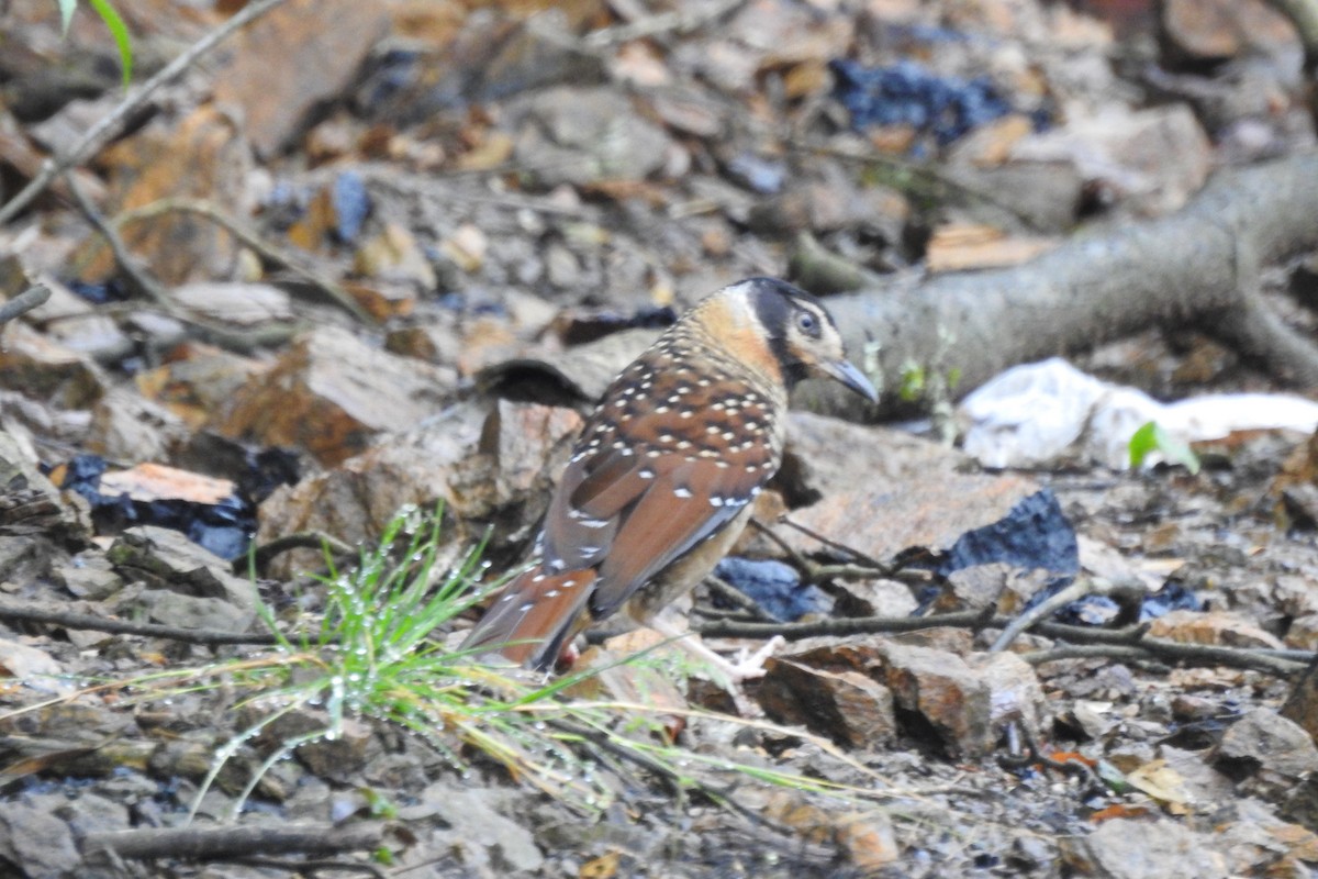 Spotted Laughingthrush - ML619934036