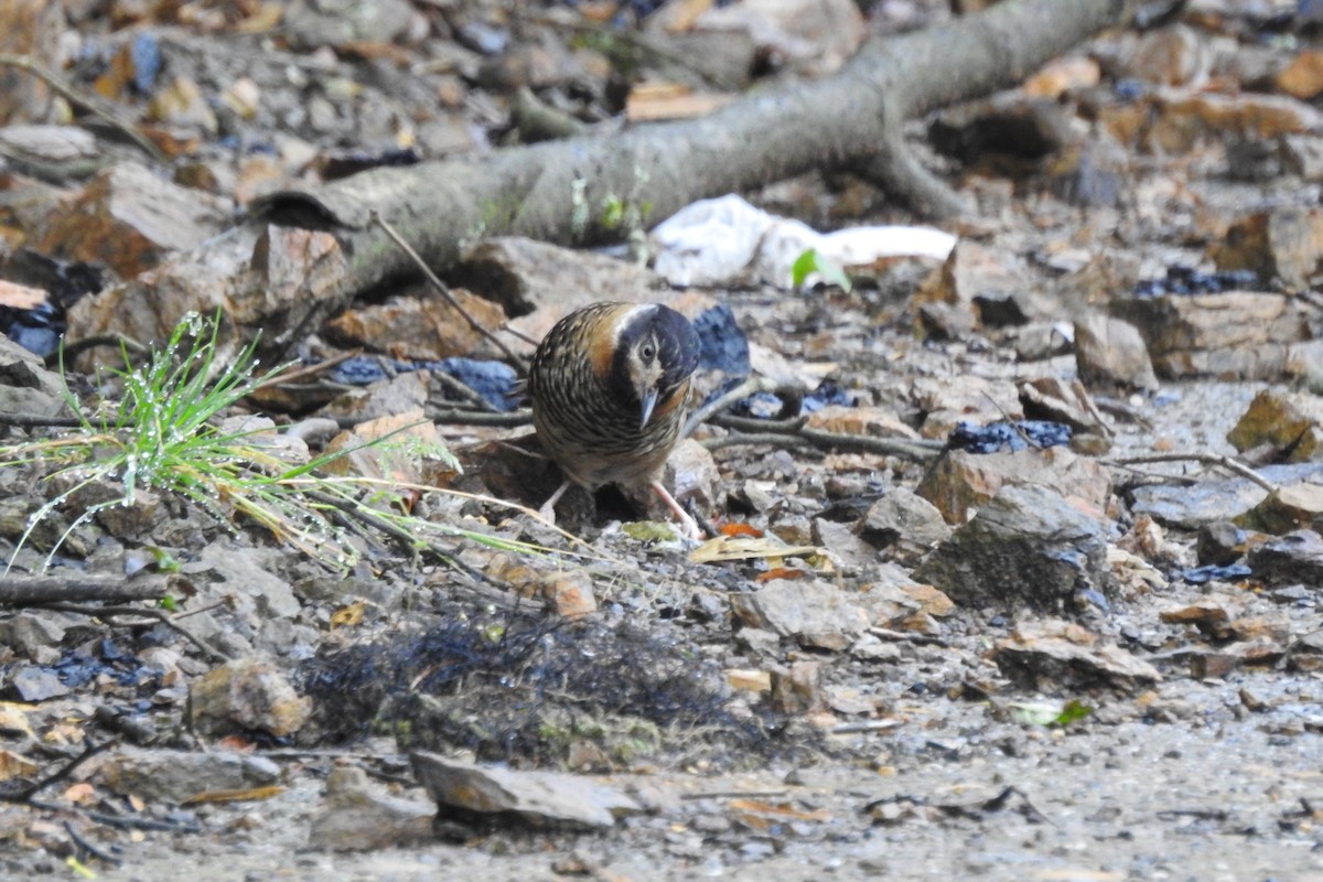 Spotted Laughingthrush - ML619934037