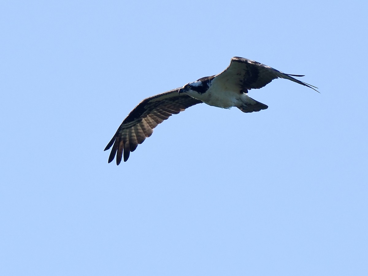 Águila Pescadora - ML619934042