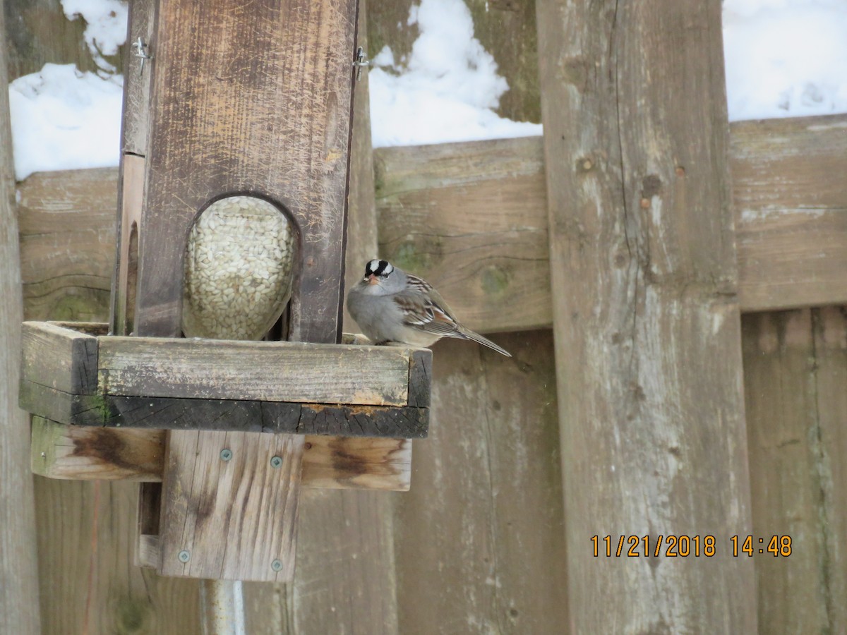 White-crowned Sparrow - ML619934050