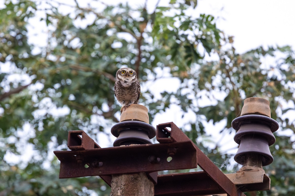 Spotted Owlet - Honza Grünwald