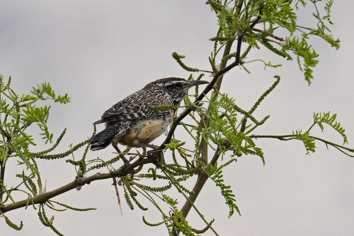 Cactus Wren - ML619934066