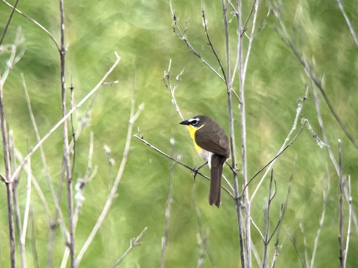 Yellow-breasted Chat - ML619934067