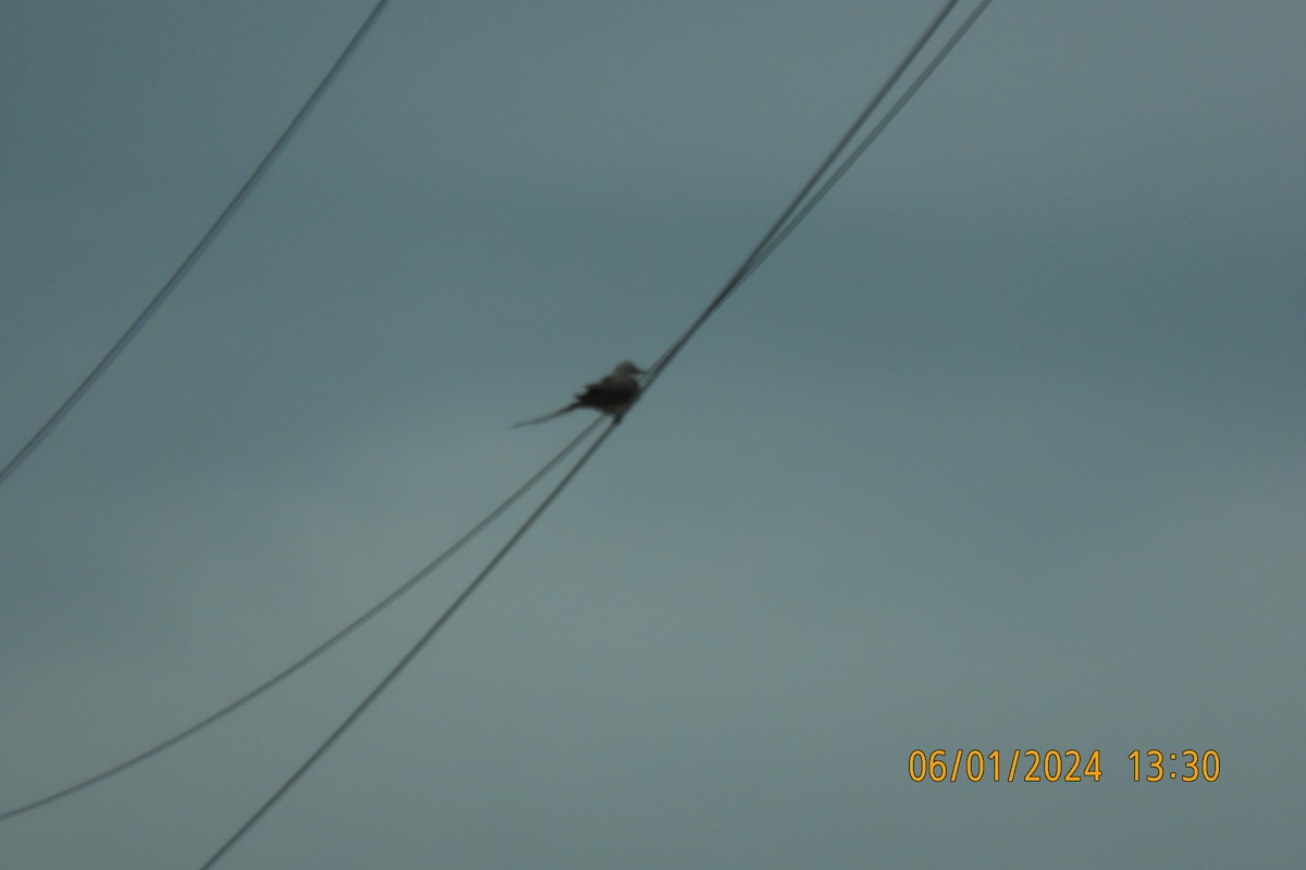 Scissor-tailed Flycatcher - ML619934092