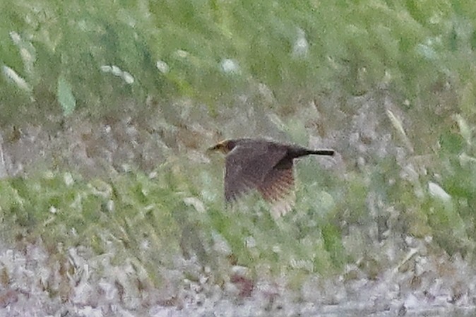 Yellow-headed Blackbird - ML619934112