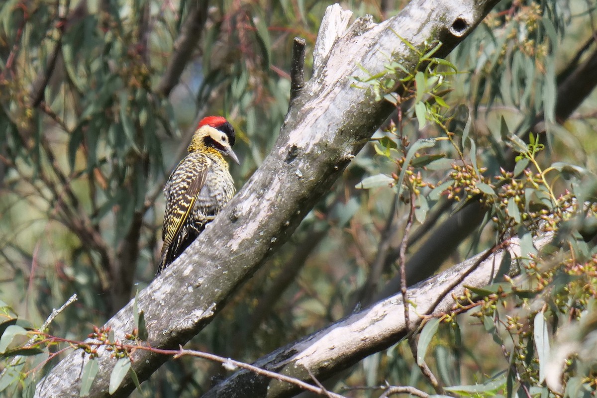 Green-barred Woodpecker - ML619934132
