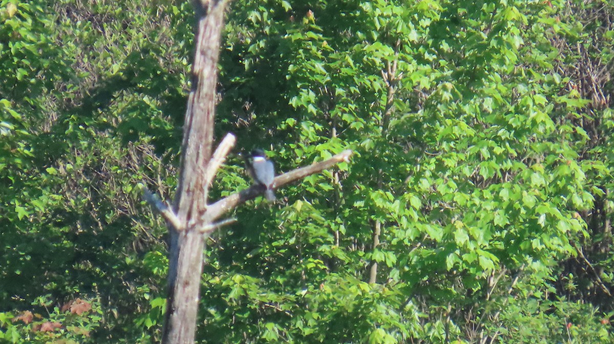 Belted Kingfisher - ML619934140
