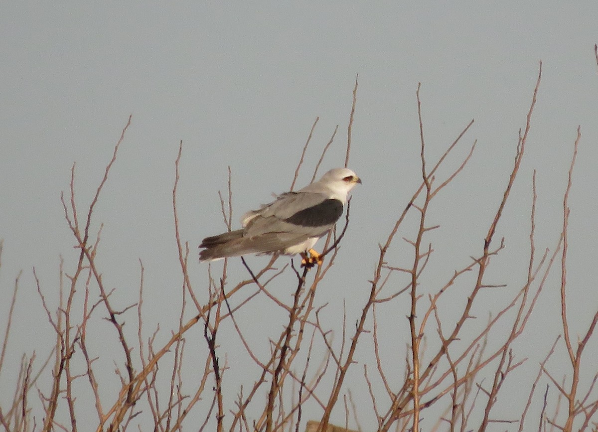 White-tailed Kite - ML619934147