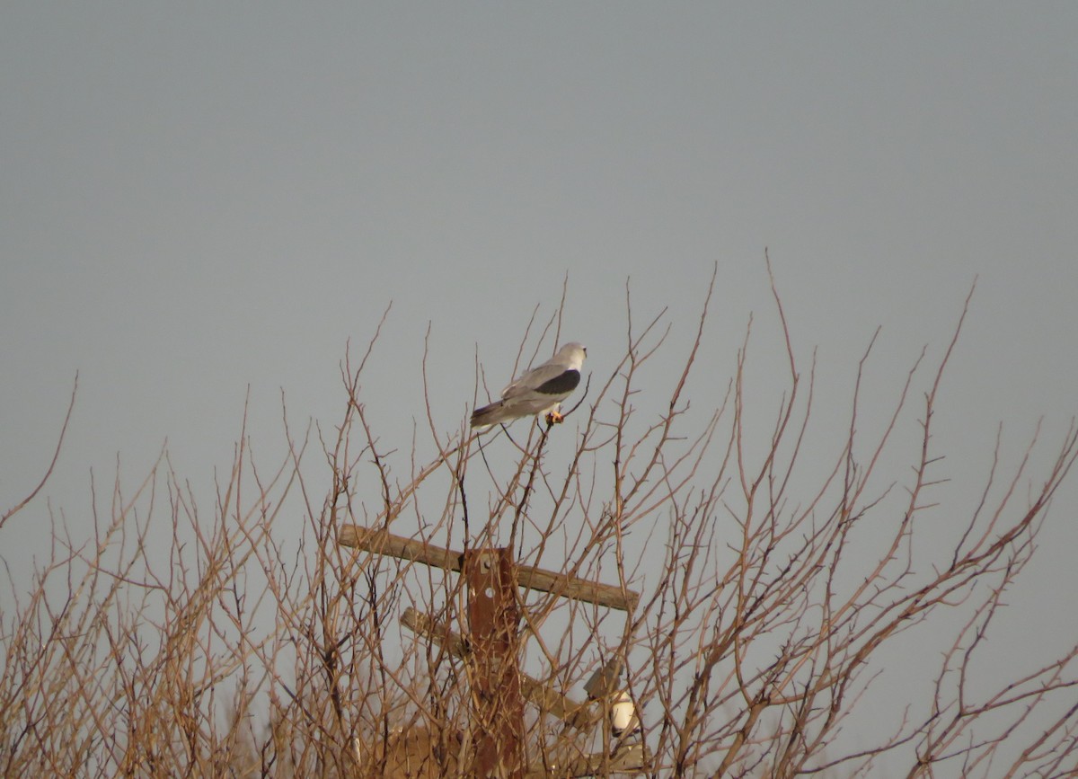 White-tailed Kite - ML619934149