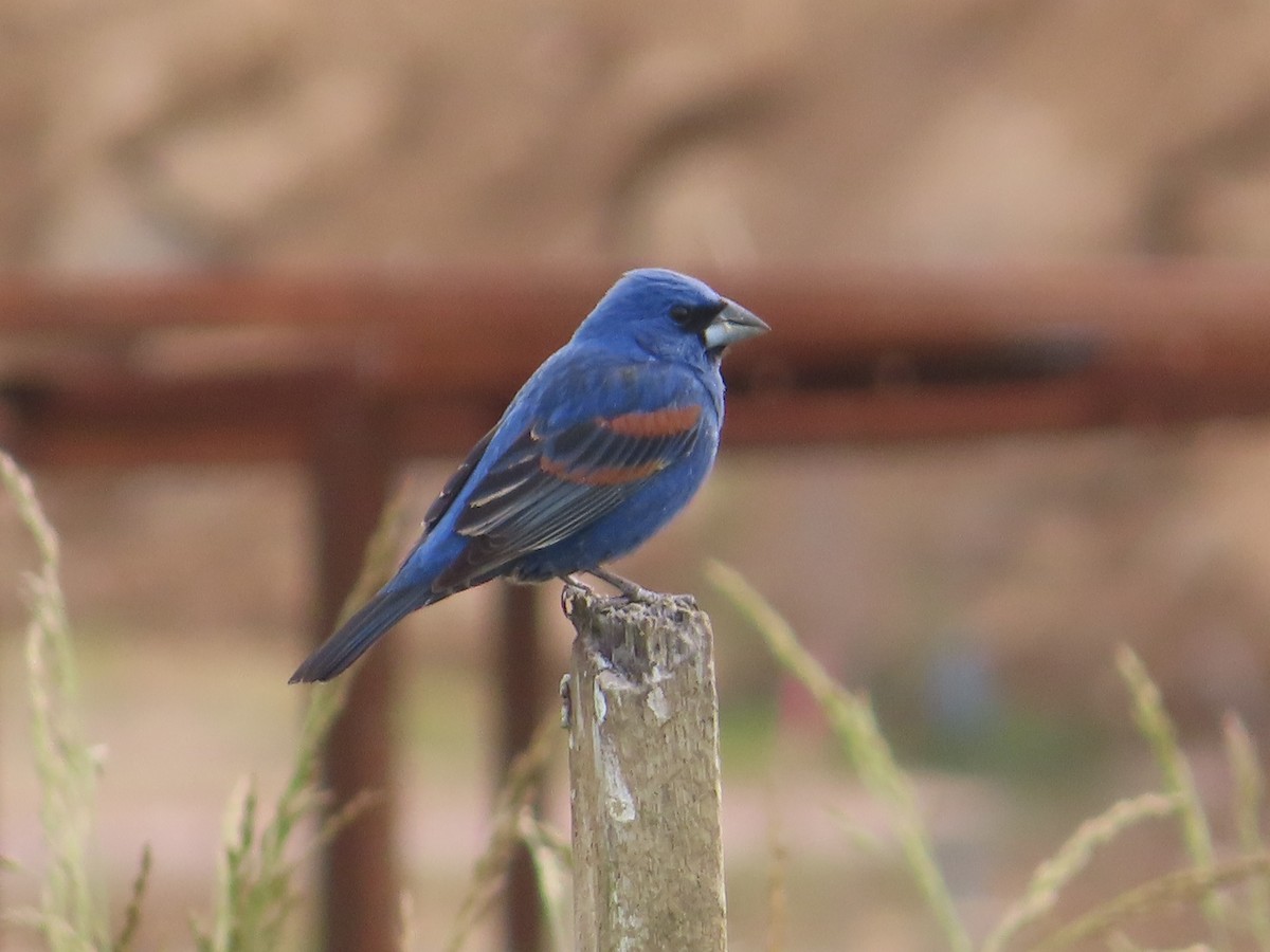 Blue Grosbeak - ML619934153