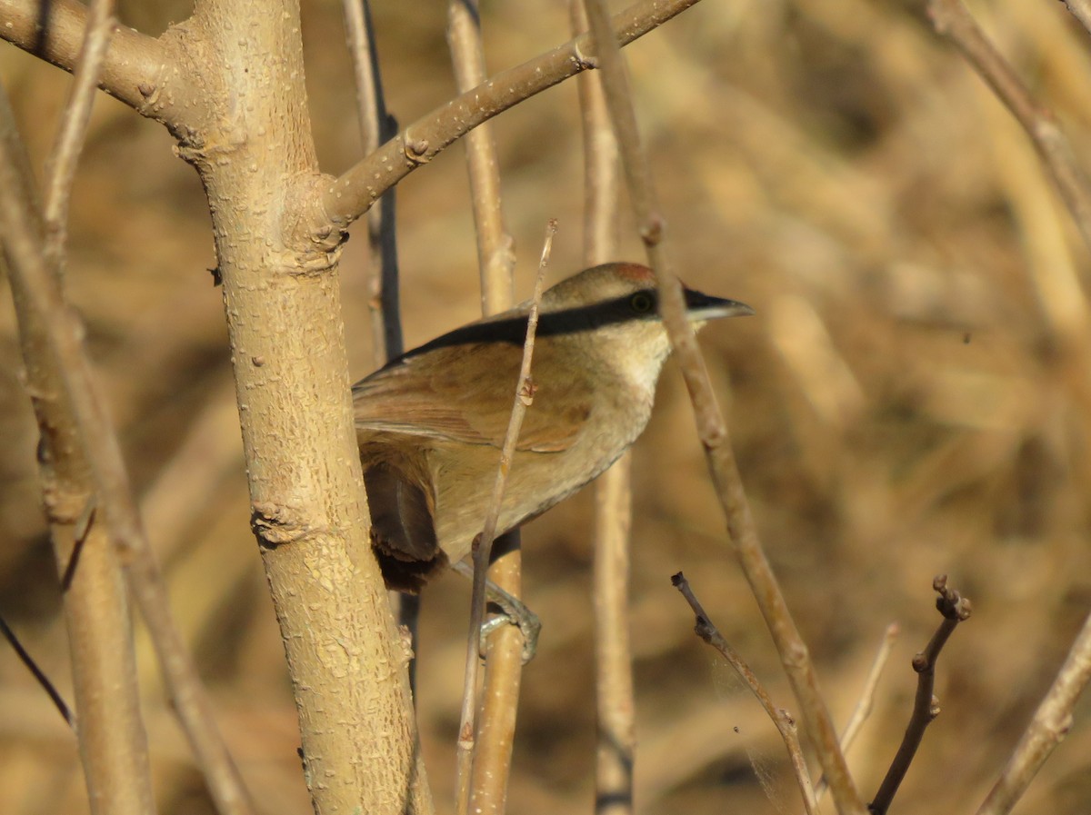 Freckle-breasted Thornbird - diego catala