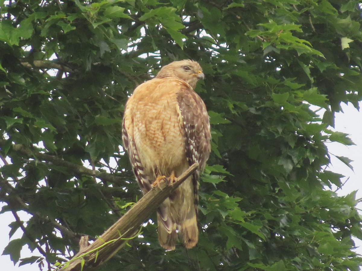 Red-shouldered Hawk - ML619934170