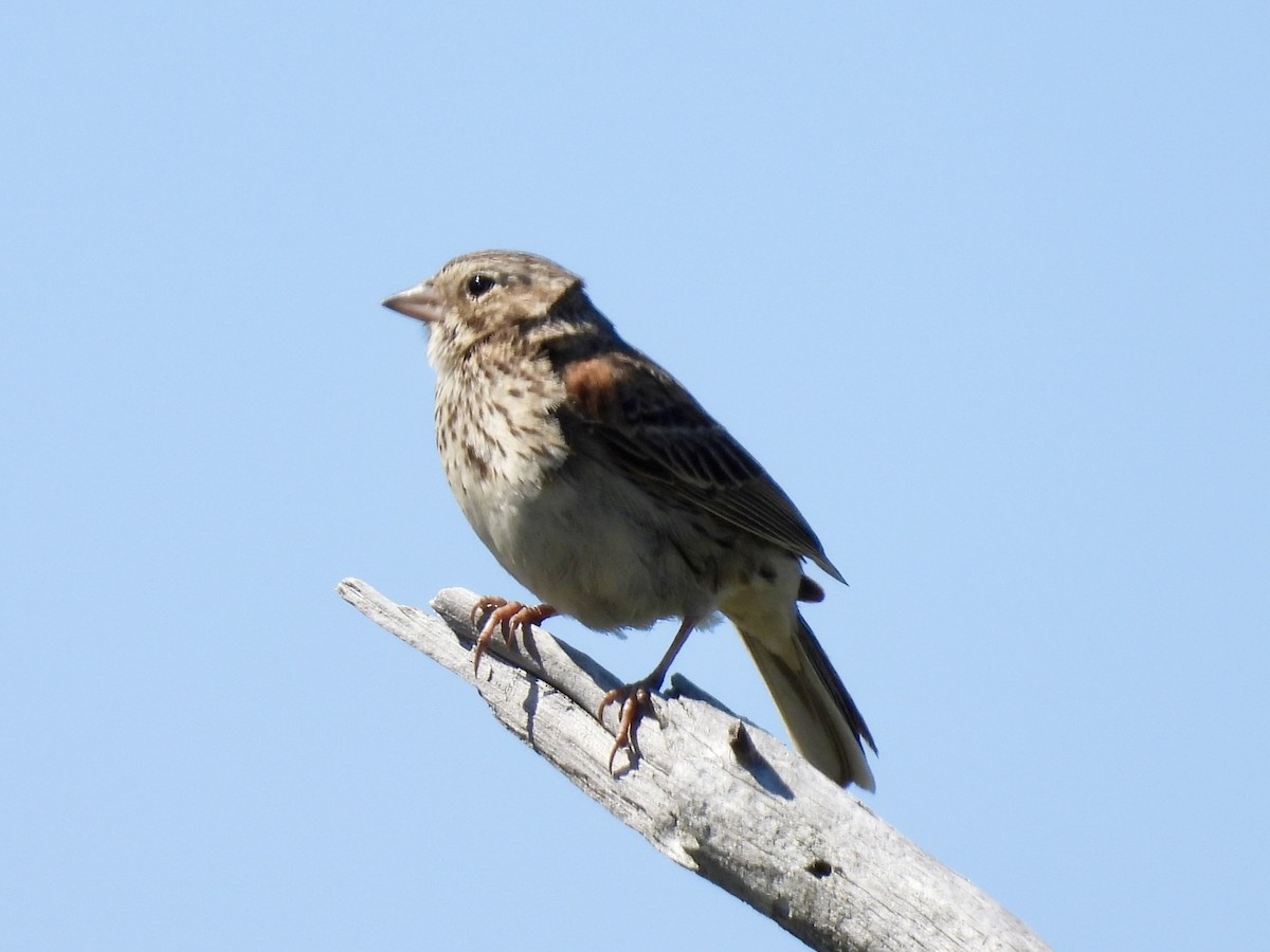 Vesper Sparrow - ML619934171