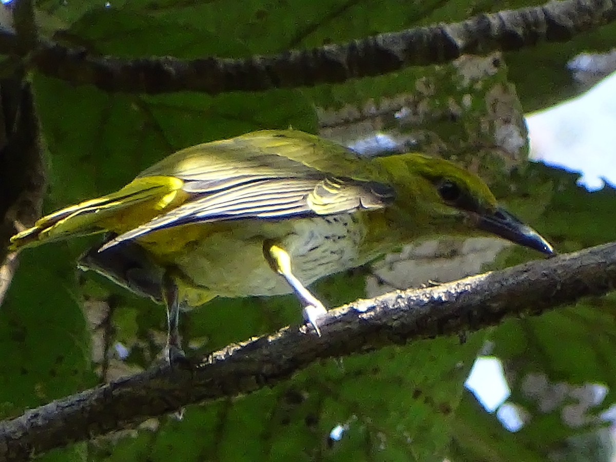 Indian Golden Oriole - ML619934184