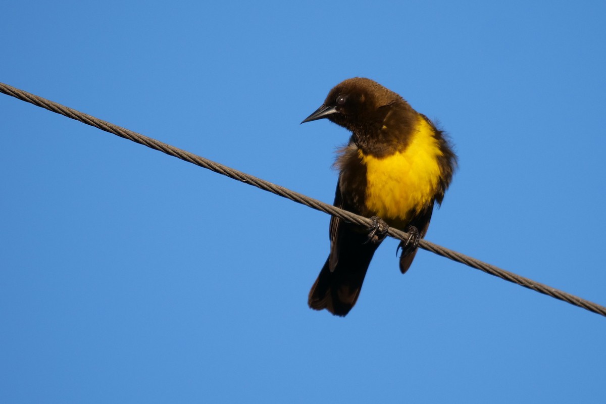 Brown-and-yellow Marshbird - ML619934209