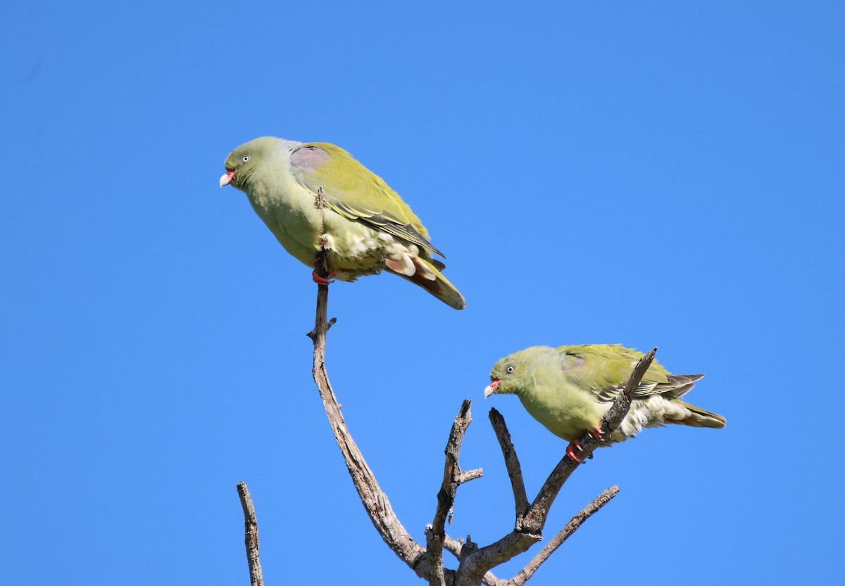 African Green-Pigeon - ML619934213